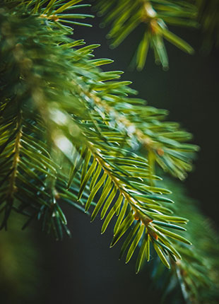 leaves