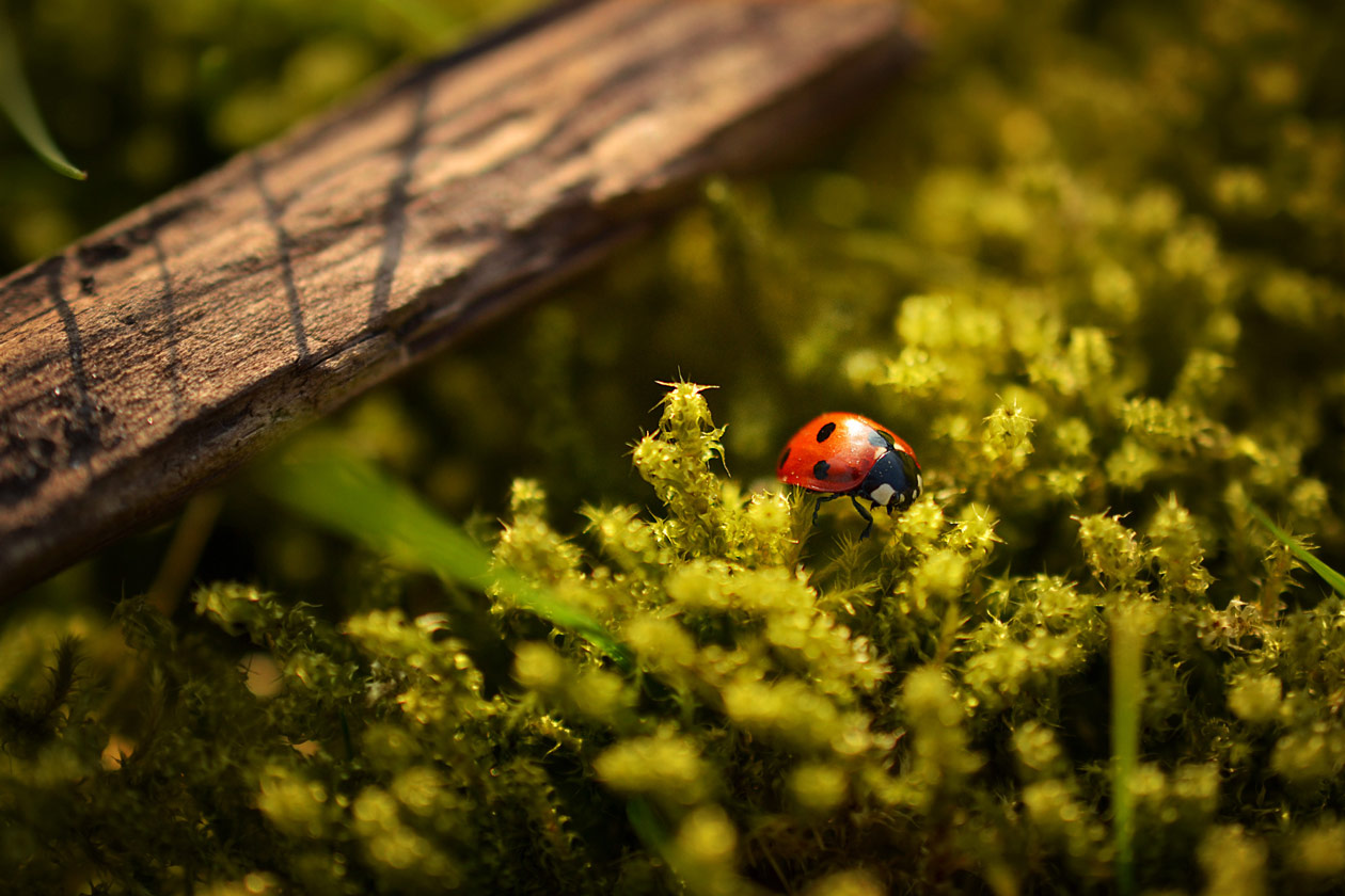 lady bug on a flower